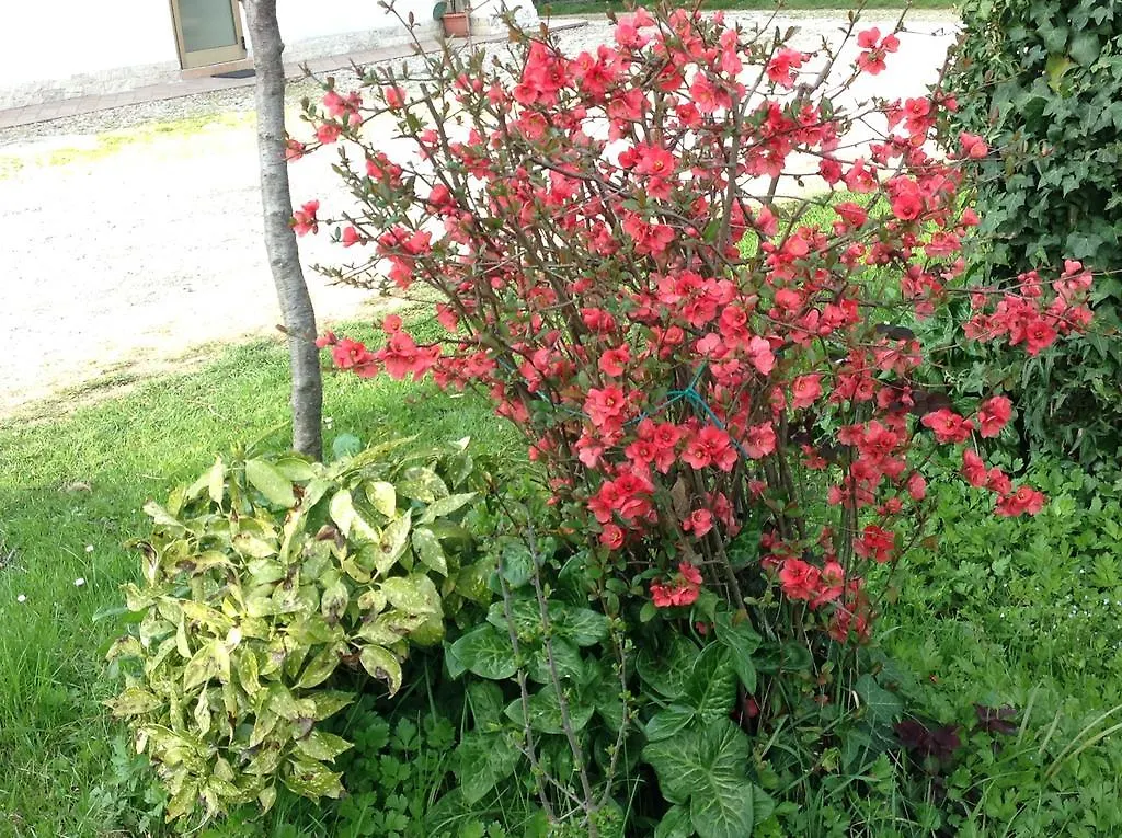 Agriturismo Loghino Caselle San Giorgio di Mantova Italië